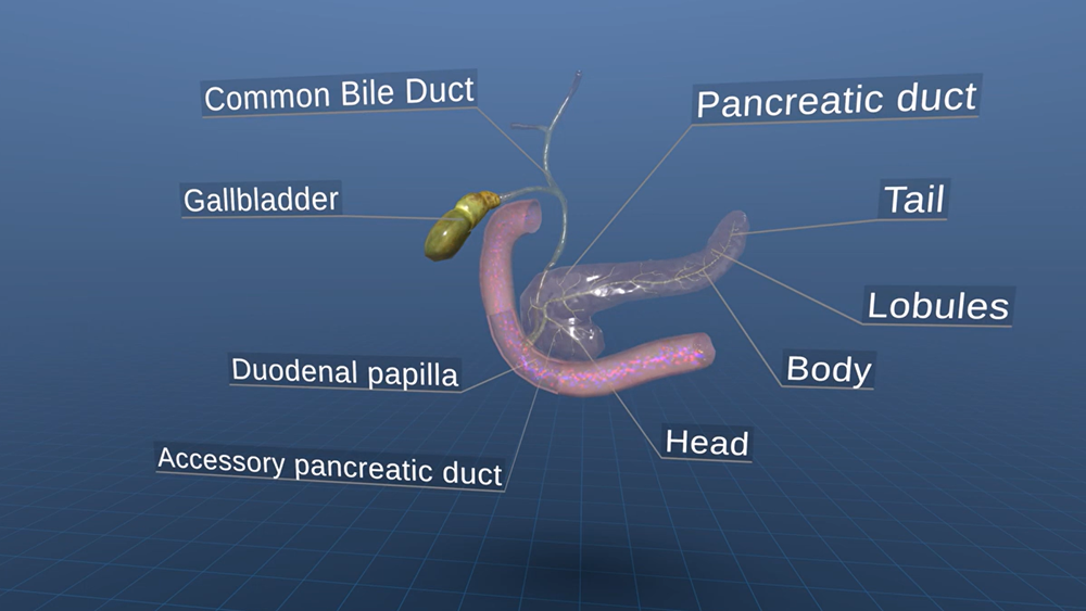 VR for understanding digestive system