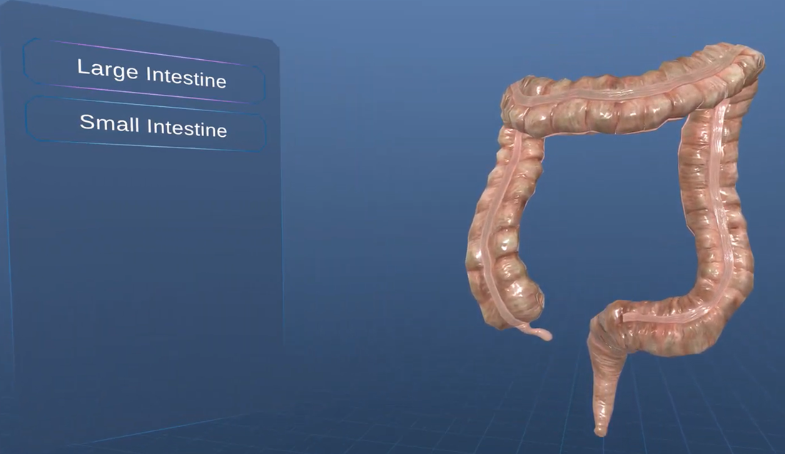 VR for digestive system